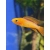 Pielęgniczka Agassiza - Apistogramma agassizii