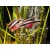 Narybek Pelvicachromis pulcher – młode barwniaki czerwonobrzuchy