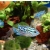 Pielęgnica Electric Blue Jack Dempsey - Rocio octofasciata