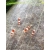 Krewetka Crystal Red - Caridina cf. cantonensis
