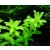 Hemianthus micranthemoides tworzący gęstą kępę w akwarium