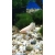 Bojownik samica - różne odmiany - Betta splendens