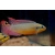 Barwniak szmaragdowy nigeria red - Pelvicachromis taeniatus