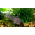 Kirysek Julii - Kirysek lamparci - Corydoras Julii