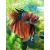 Bojownik samiec różne odmiany - Betta splendens