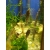 Giętkoząb wielkopłetwy - Synodontis eupterus