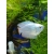 Prętnik karłowaty kobaltowy -Trichogaster lalius Cobalt