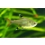Prystelka barwna - Pristella maxillaris