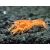 Rak mini Orange CPO - Rak Cambarellus Patzcuarense Orange