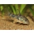 Kirysek pstry - Corydoras paleatus