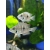 Pielęgnica Meeka - Thorichthys Meeki