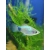 Zmienniak plamisty - Platka - Xiphophorus maculatus