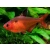 Bystrzyk barwny - Minor - Hyphessobrycon eques