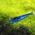 Krewetka Blue Velvet - Blue Dream - Neocaridina davidi
