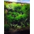 Krewetka Crystal Red - Caridina cf. cantonensis