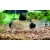 Kirysek panda - Corydoras panda