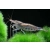Krewetka Amano - Caridina multidentata