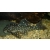 Zbrojnik L004 Angelicus Pleco Hypancistrus sp