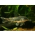 Kirysek Brodaty (Czaprakowy) - Corydoras Barbatus