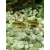 Kirysek Gold Laser CW 010 - Corydoras Peru Gold stripe