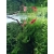Krewetka Sakura Red - Neocaridina Davidi var. Sakura Red