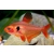 Fantom czerwony (Barwieniec czerwony) - Hyphessobrycon Sweglesi