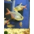 Bystrzyk kolumbijski - Hyphessobrycon columbianus
