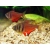 Tetra czerwona – Bystrzyk czerwony Hyphessobrycon flammeus